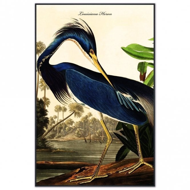 Louisiana Heron Velvet Canvas