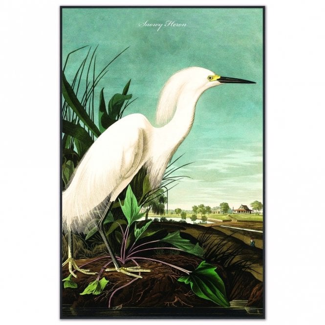 Snowy Heron Velvet Canvas